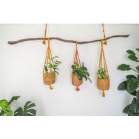 Pflanzenampel, Blumenampel, Wunderschöner Ast Aus Eiche + 3x Makramee Aufhänger #al02 Pflanzenampel, Blumenampel, Wunderschöner Ast Aus Eiche + 3x Makramee Aufhänger #al02 von GreenWoodKunstShop