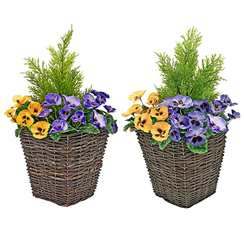 GreenBrokers Zuchtset Künstliche Terrasse Pflanzgefäßen – Lila & Gelb Blumen & Konifere/Zeder Formschnitt von GreenBrokers