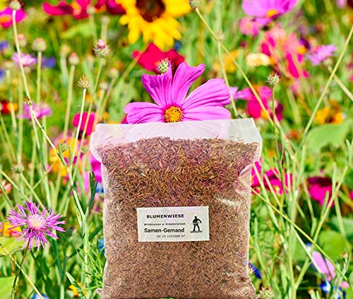 Blumenwiese Wildblumenwiese Samen 500 g Frische Saat von Samen-Gernand