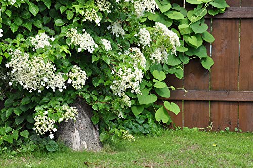 10 Samen Kletterhortensie (Hydrangea anomala) von Grow Your Secret Garden
