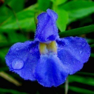 30 Samen Blau Gauklerblume, (Mimulus trigrinus) Monkey Flower Blue von Grow Your Secret Garden