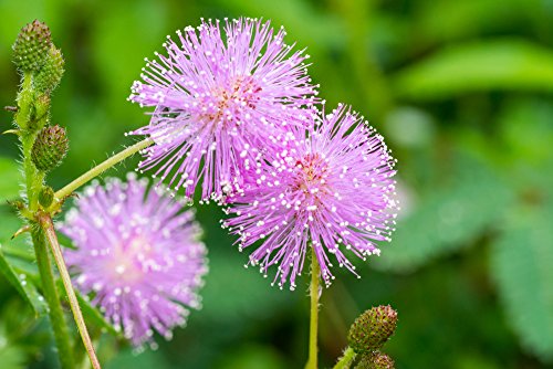 35 Samen Echte Mimose (Mimosa pudica), Sinnpflanze von Grow Your Secret Garden