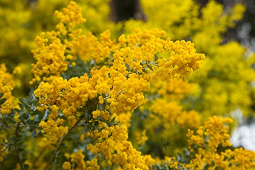 Acacia Howittii 10 Samen - Perfekt fur Bonsai/Garten von Grow Your Secret Garden