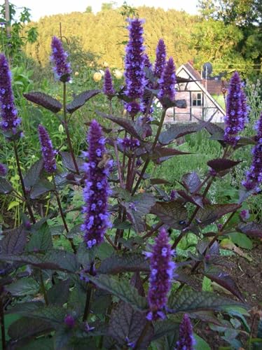 Agastache 'Korean Zest' 50 Samen,Anis-Ysop,Duftnessel, mehrjährige von Grow Your Secret Garden