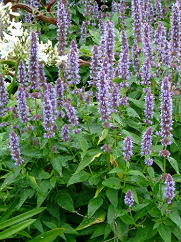 Agastache mexicana-Riesen Ysop blau 100 Samen von Grow Your Secret Garden