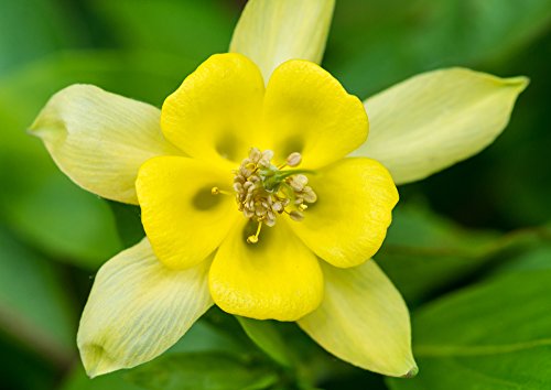 Akelei Maxi Yellow Star 20 Samen (Aquilegia) von Grow Your Secret Garden