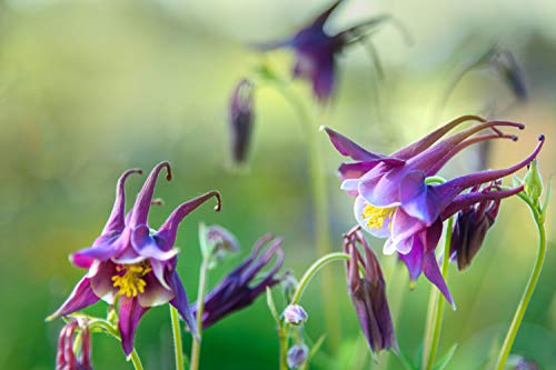 Akelei ''Yabeana'''50 Samen - Tiefsten Blau (Aquilegia) von Grow Your Secret Garden