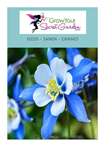 Akelei blue Star 20 Samen Akelei "Blauer Stern" (Aquilegia) von Grow Your Secret Garden