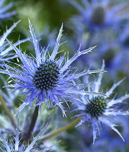 Alpendistel 15 Samen, Eryngium alpinum "Superbum" - Superbum ist eines der auffälligsten Sorten von Grow Your Secret Garden