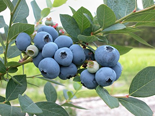 Amerikanische Heidelbeere 15 Samen (Blueberry) von Grow Your Secret Garden