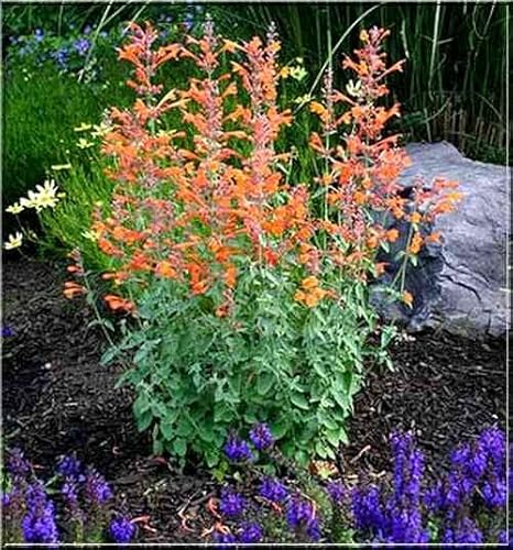 Aprikosen-Melisse"Apricot Sprite" 20 Samen, Agastache aurantiaca Samen von Grow Your Secret Garden