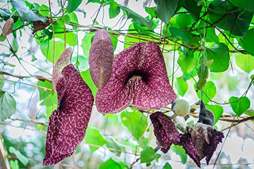 Aristolochia elegans, Gespensterblume 5 Samen, Pfeifenwinde von Grow Your Secret Garden