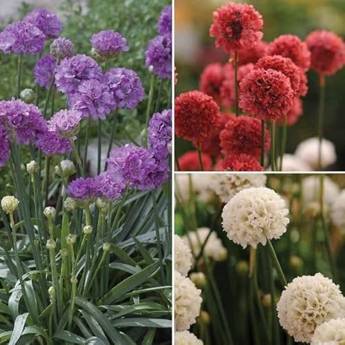 Armeria Maritima-Hybr. Ornament®', Grasnelke 20 Samen, Stauden, mehrjährig von Grow Your Secret Garden