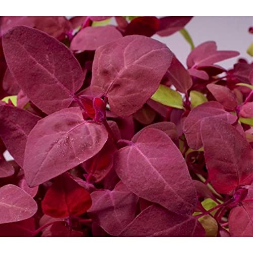 Artiplex hotensis, Bergspinat, Orach Rot Spinat 20 Samen von Grow Your Secret Garden