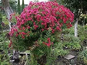 Aster novae-angliae, Herbst-Aster (ROT), Glattblattaster- frosthart von Grow Your Secret Garden