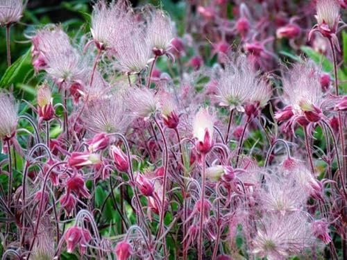 Bach-Nelkenwurz, Geum trifolium 15 Samen Bach-Nelkenwurz, Geum trifolium 15 Samen von Grow Your Secret Garden
