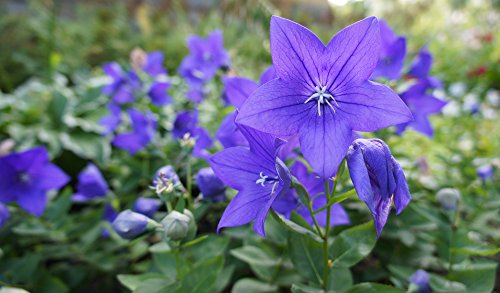 Ballonblume 30 Samen (Blau) Platycodon grandiflorus von Grow Your Secret Garden