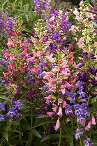 Bartfaden (Penstemon barbatus) Rondo - Winterharte Stauden 20 Samen von Grow Your Secret Garden