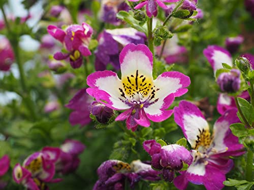 Bauern-Orchidee, Spaltblume 200 Samen, (Schizanthus),schmetterlingsblume von Grow Your Secret Garden