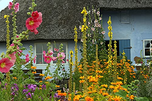 Bauerngarten Samen, 10 pakete, Einjährige und mehrjährige Pflanzen von Grow Your Secret Garden