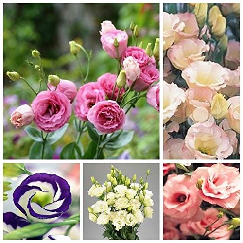 Big Sale. 7 Farben Eustoma SEEDS Pflanzen Ã Blumen, © Rennes Pflanzen Ã Blumen Topf Lisianthus SEEDS, 100 pcs/Bag, von Grow Your Secret Garden