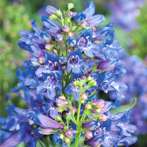 Blau Bartfaden 'TRUE BLUE' 30 Samen, Penstemon angustifolius von Grow Your Secret Garden