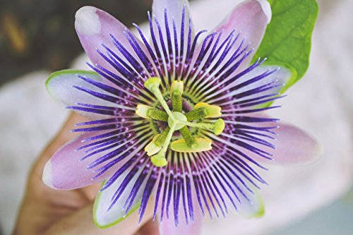 Blaue Passionsblume 10 Samen (Passion Flower) von Grow Your Secret Garden