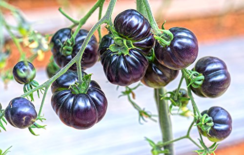 Blaue Tomate "Blueberry" 10 Samen, raritat, produktive Vielfalt von Grow Your Secret Garden