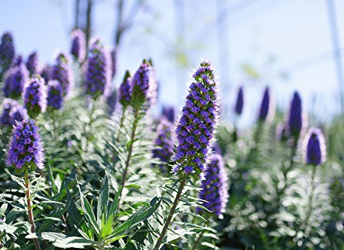 Blauer Natternkopf 100 Samen (Echium Vulgare) von Grow Your Secret Garden