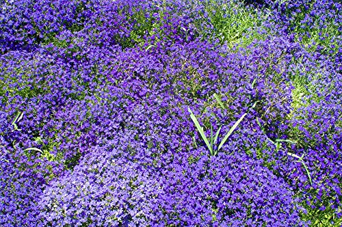 Blaukissen Blau 120 Samen, Aubrieta Blue von Grow Your Secret Garden