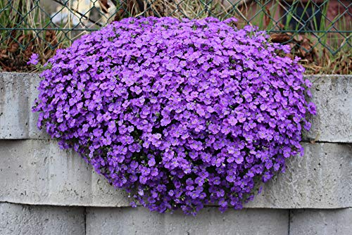 Blaukissen Violett 120 Samen, Aubrieta Violet von Grow Your Secret Garden
