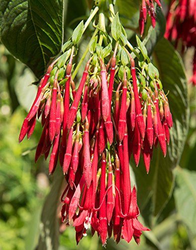 Bolivianische Fuchsie (Fuchsia boliviana) 10 Samen von Grow Your Secret Garden