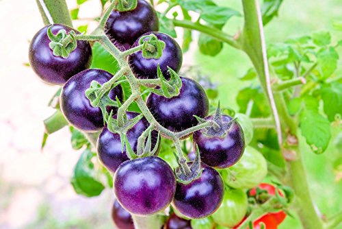 Bosque Blue Tomate mit blauen Früchten -10 Samen von Grow Your Secret Garden