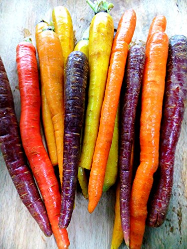 Bunten Karotte 100 Samen - Regenbogen Mix-weiß,gelb,orang,ro,lila von Grow Your Secret Garden