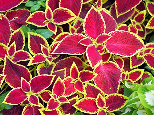 Buntnessel Samen, Coleus scutellariodes 5 Samen ' Rustic Red Giant Exhibition' Sorte mit riesigen Blättern von Grow Your Secret Garden