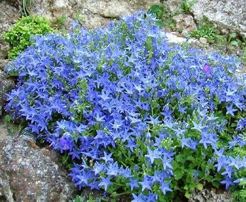 Campanula garganica 50 Samen, stauden, bodendecker von Grow Your Secret Garden