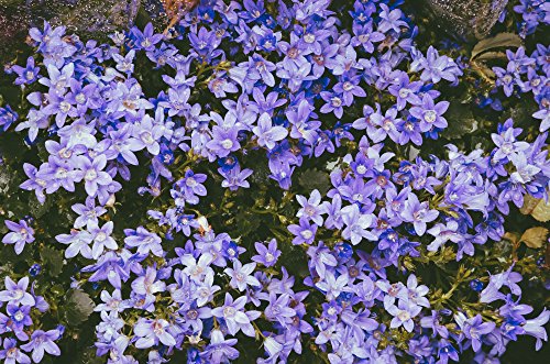 Campanula poscharskyana, Hängepolsterglocke blau 50 Samen, Polsterglockenblume von Grow Your Secret Garden