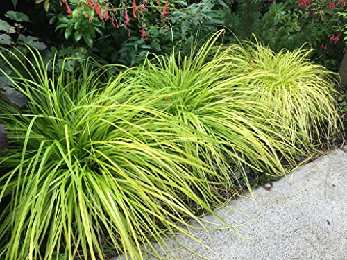 Carex Kalkfarbe 20 Samen (Japanische Segge) Ziergras von Grow Your Secret Garden