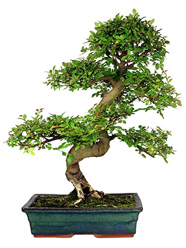 Chinesische Ulme 10 Samen (Ulmus parvifolia) perfekt für Bonsai von Grow Your Secret Garden