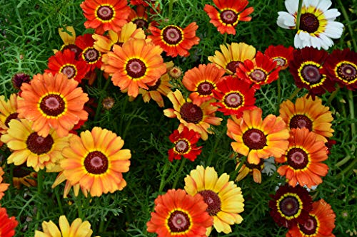 Chrysanthemum carinatum - Wucherblume - Sommer-Margerite 60 Samen von Grow Your Secret Garden