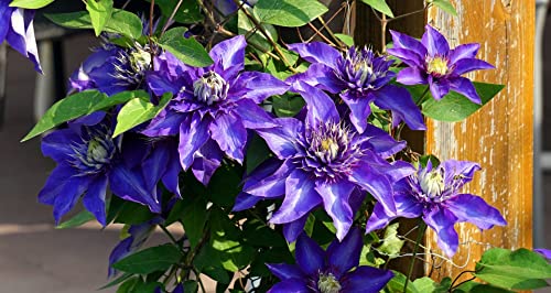 Clematis macropetala Blau 10 Samen, Alpen-Waldrebe, Kletterpflanze von Grow Your Secret Garden