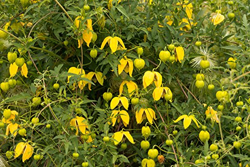 Clematis serratifolia 10 Samen -Waldrebe,Kletterpflanze, winterhart,duft von Grow Your Secret Garden