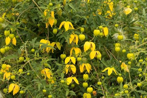 Clematis serratifolia -Waldrebe,Kletter, winterhart Clematis serratifolia -Waldrebe,Kletter, winterhart von Grow Your Secret Garden