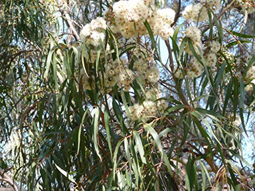Corymbia bella Ghost Gum 5 Samen, Eucalyptus - Bonsai/garten von Grow Your Secret Garden