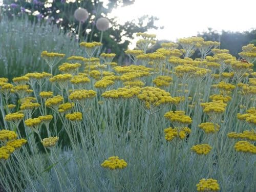 Currykraut, Silberzapfen, Helichrysum 'Schwefellicht' - Strohblume 80 Samen von Grow Your Secret Garden
