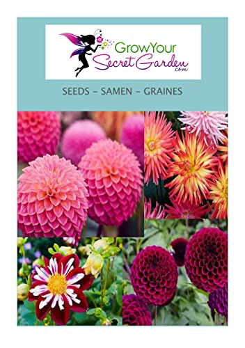 Dahlia 50 Samen- Dahlie Mischung - 4 Sorten in einem Paket von Grow Your Secret Garden