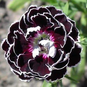 Dianthus 'Black Lace' 30 Samen - Nelke Samen Dianthus 'Black Lace' 30 Samen - Nelke Samen von Grow Your Secret Garden