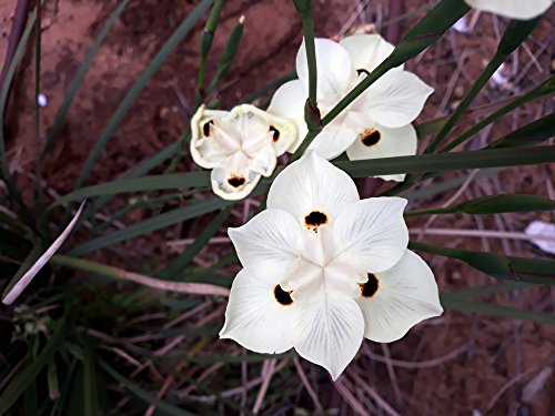 Dietes bicolor, afrikanische Iris 10 Samen, Pfauenblume von Grow Your Secret Garden