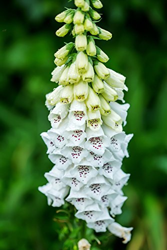 Digitalis Purpurea Alba, Weißer Fingerhut 100 Samen -attraktiven schneeweiß blühenden Form von Grow Your Secret Garden