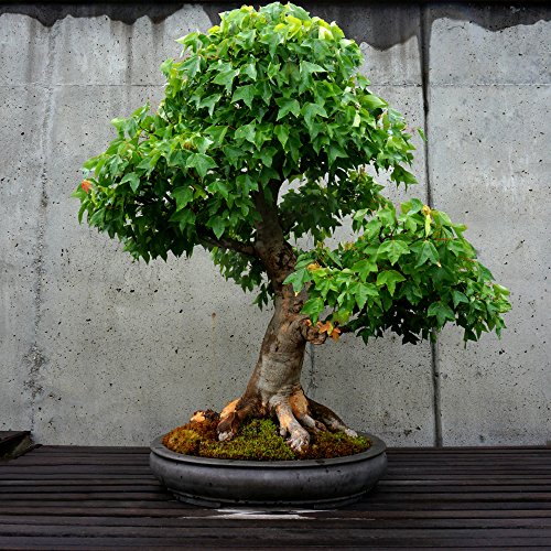 Dreispitz Ahorn ' kleine Blätter' 10 Samen Acer Burgeranum,perfekt für Bonsai (Trident) von Grow Your Secret Garden